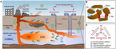 Recent advances and trends of trichloroethylene biodegradation: A critical review